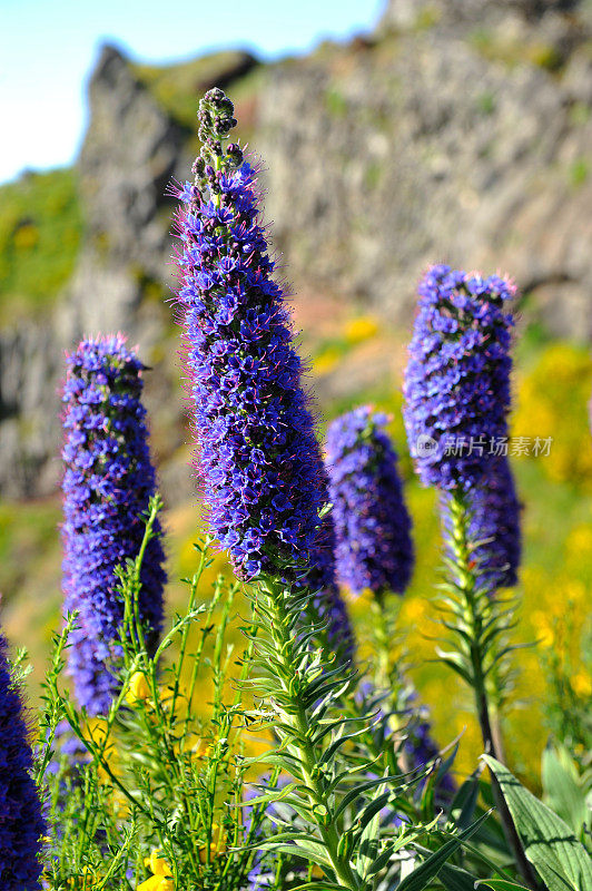 马德拉的Echium vulgare(毒蛇的嗡嗡声)